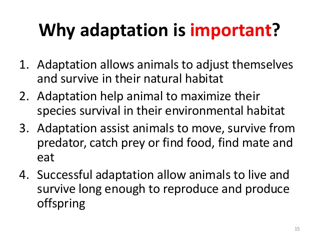 Animal Adaptation Research 4th - Our Digital Classroom